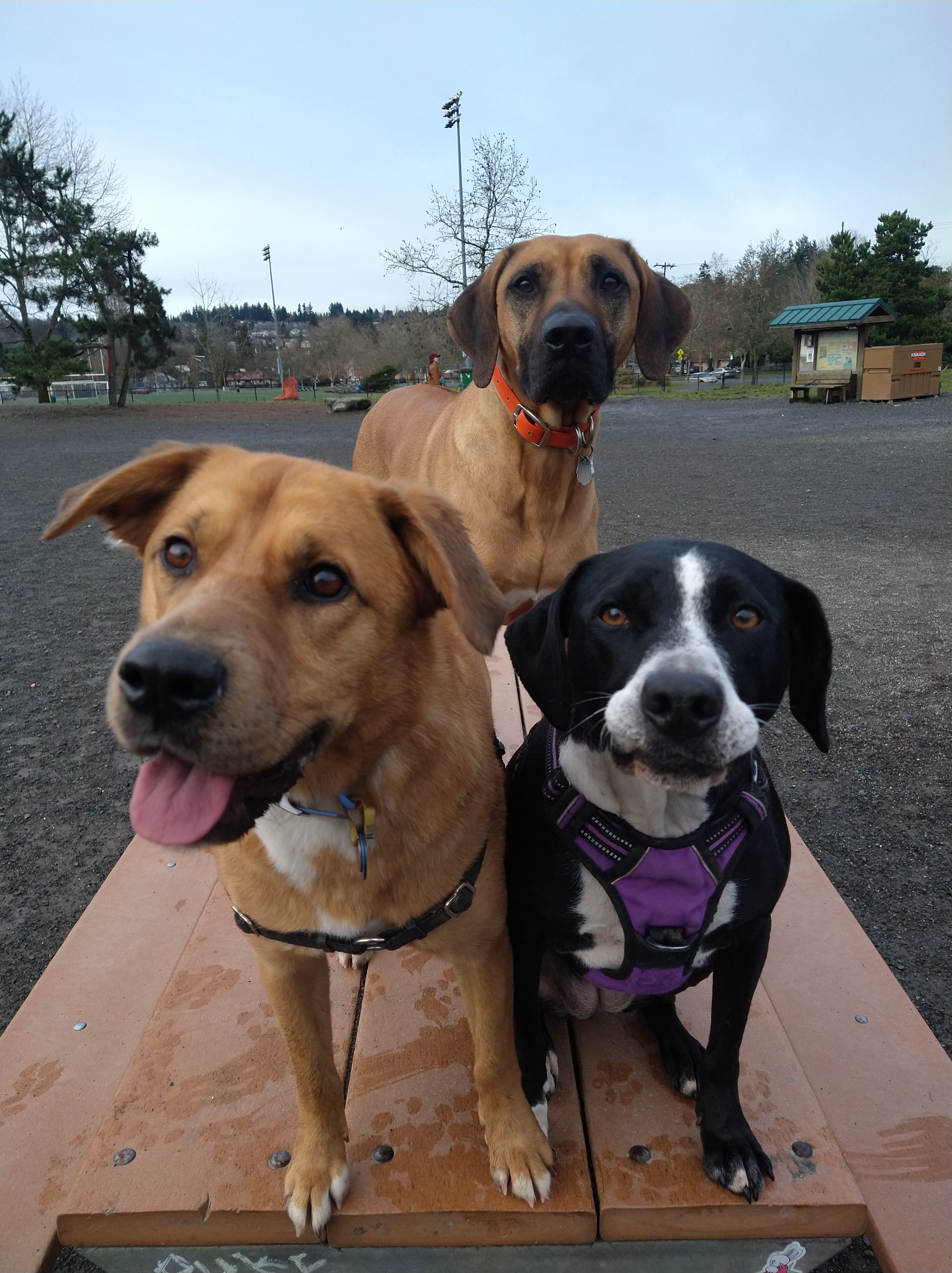 Group dog walking at Genesee Park in South Seattle. A Dog's Best Friend operating in Seattle and surrounding King County for dog walking & overnight dog boarding.