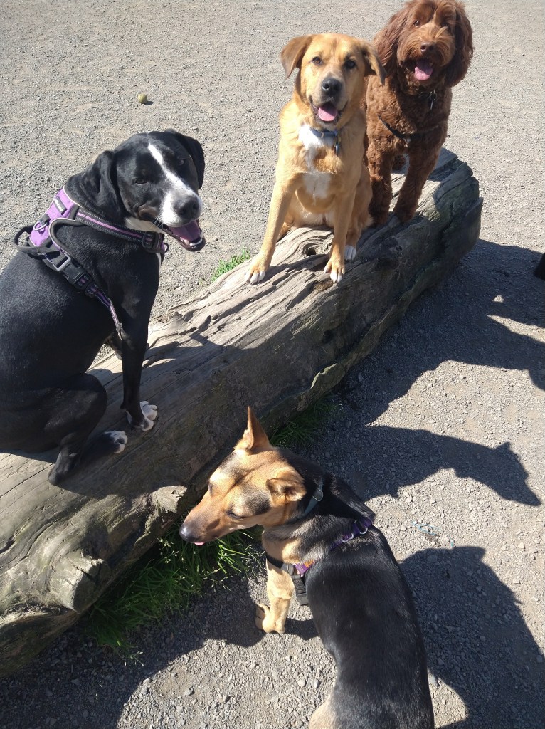 Seattle dog walking at Genesee park. A Dog's Best Friend operates from Ballard to South Seattle.